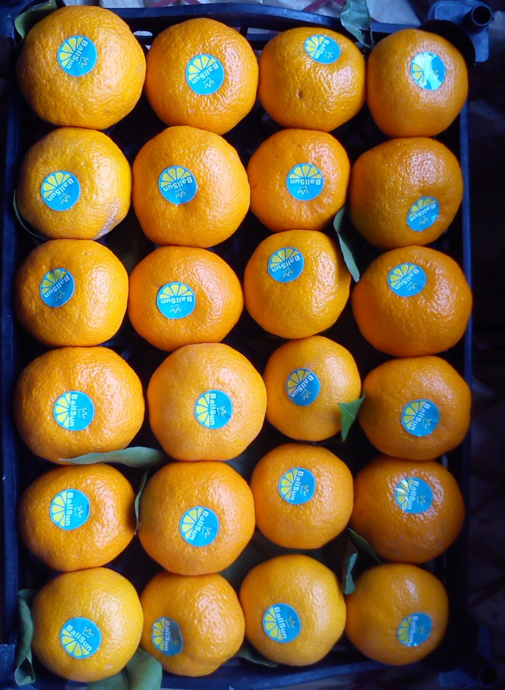 Tangerine4